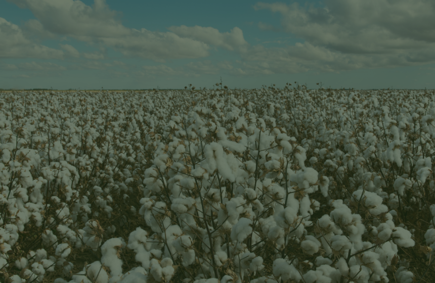 Exportação de algodão no Brasil em setembro deve superar o mesmo período de 2019
