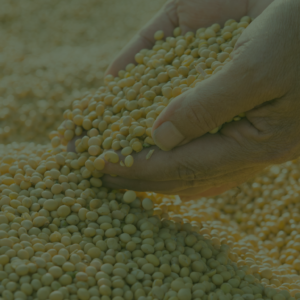 Mato Grosso: estudo projeta aumento da produção de milho e soja em até 35%