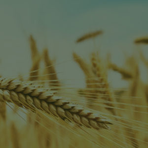 Plantação de trigo no Oeste da Bahia pode alcançar 20 mil hectares nos próximos anos